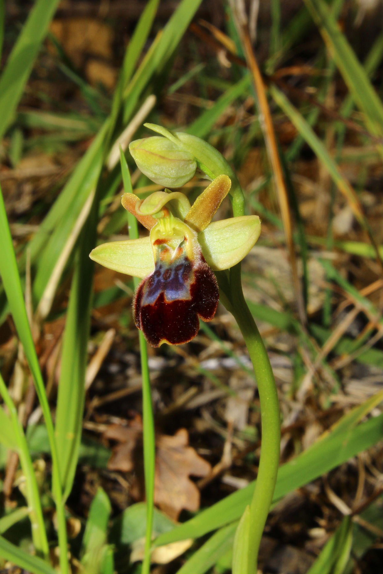 Per orchidee nel ponente Ligure